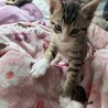 お手玉6兄弟(たろう) サムネイル5