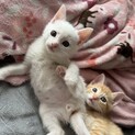 お手玉6兄弟(てんちゃん)