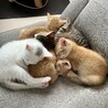 お手玉6兄弟(てんちゃん) サムネイル2