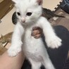 お手玉6兄弟(てんちゃん) サムネイル3