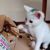 お手玉6兄弟(てんちゃん) サムネイル4