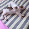 お手玉6兄弟(てんちゃん) サムネイル5