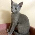 ロシアンブルー子猫　女の子（心臓に疾患有り）