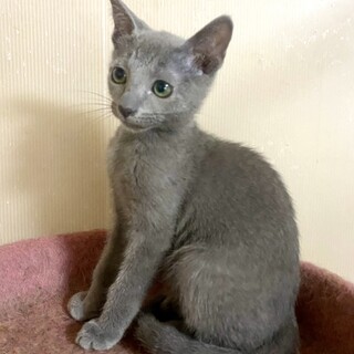 ロシアンブルー子猫　女の子（心臓に疾患有り）