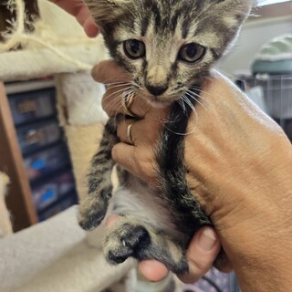 ヒョウ柄のイケニャン、控」兵庫県 - 猫の里親募集(378962