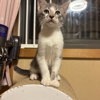 トライアルきまりました。一時中断。米ちゃん
