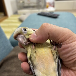 ウロコインコ