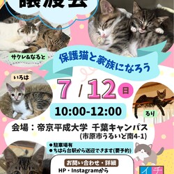 さくらねこDays 保護猫譲渡会