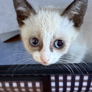 シャムMIX × 兵庫県が募集対象」保護猫の里親募集情報 :: ペットの
