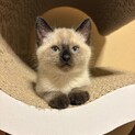 トライアル決まりました、一時中断。玄ちゃん