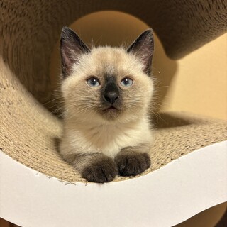 トライアル決まりました、一時中断。玄ちゃん
