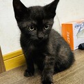 少しシャイで甘えん坊君