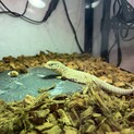 ※募集終了※サバンナモニターベビー