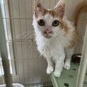 甘えん坊で元気！ふわふわ茶白の女の子　