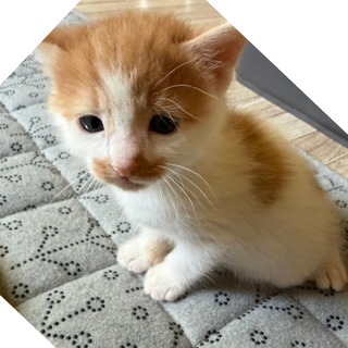 ※応募者様と相談中【ひなた♂】茶トラ子猫