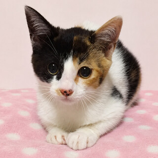 朝夜姉妹！ぬいるぐみ顔の」東京都 - 猫の里親募集(543516) 1枚目の