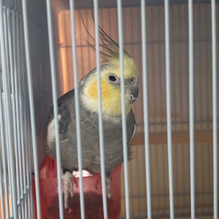 PFノーマルオカメインコの男の子