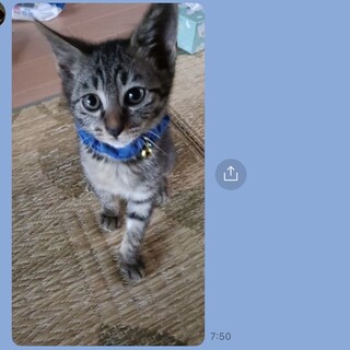 人馴れ抜群のねぎくん