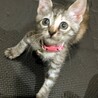 パステル色甘えたすぎて肩に乗ってくる❤️めい サムネイル4