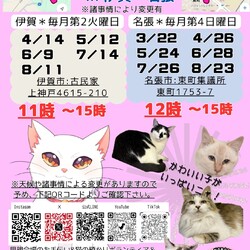 猫の里親会in名張❣