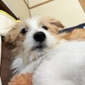 コーギー×マルチーズの男の子（3歳）す