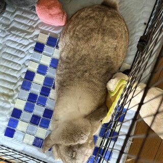 ????【フランスうさぎ】　オス　4歳4ヶ月