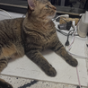 ぴこりーの