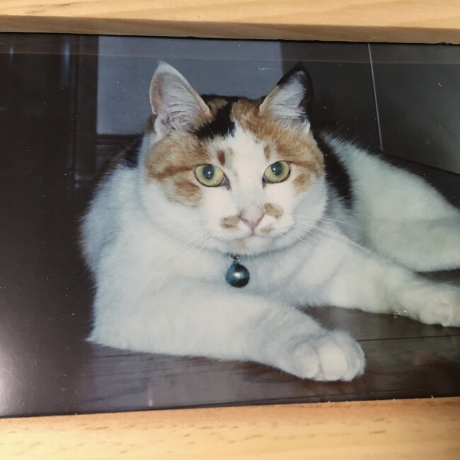 フジコ７７７のカバー写真