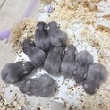 ベビーハム里親募集中