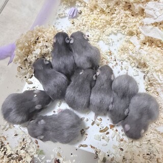 ベビーハム里親募集中