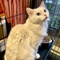 単頭飼い希望！甘えん坊でもこもこのリリィ