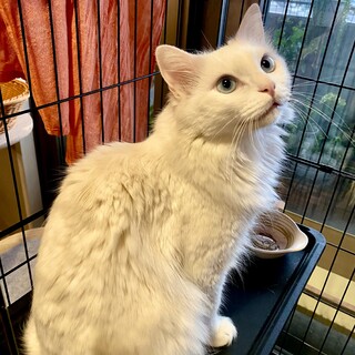単頭飼い希望！甘えん坊でもこもこのリリィ