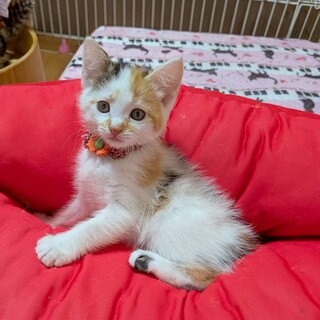 白三毛のココちゃん