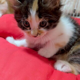 黒三毛のナッツちゃん