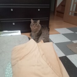 野良猫さんが雨宿り