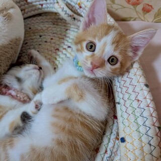 4兄妹唯一の男の子ホノくん