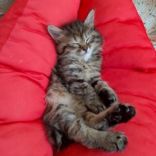 くるっとした尻尾のルルちゃん