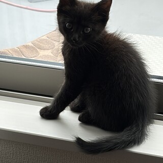ヒマラヤン × 茨城県が募集対象 × 子猫 × 単身者応募可 × 高齢者応募可