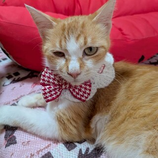 茶トラ白子猫 じゃじゃま」愛知県 - 猫の里親募集(521901