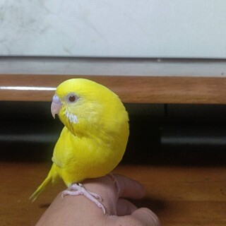 セキセイインコ一人餌雛