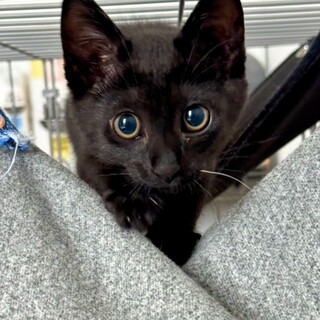 2ヶ月半黒猫男の子