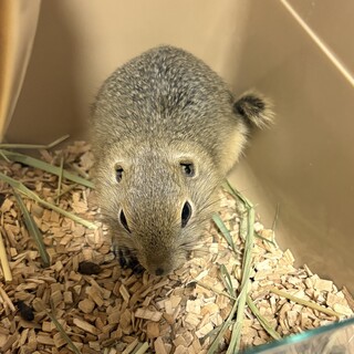 リチャードソンジリスのかんたくんの里親募集！
