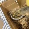 リチャードソンジリスのかんたくんの里親募集！ サムネイル2