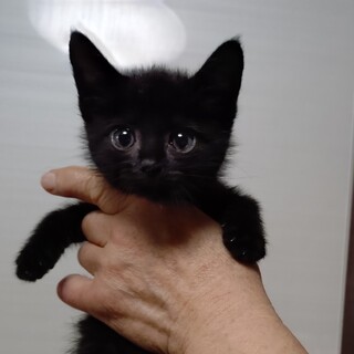 (ΦωΦ)生後３ヶ月♥ちぃちゃん(ΦωΦ)♥里親様募集♥うるうるお目々・猫 小さくて愛らしいチカちゃん」東京都 - 猫の里親募集(543589