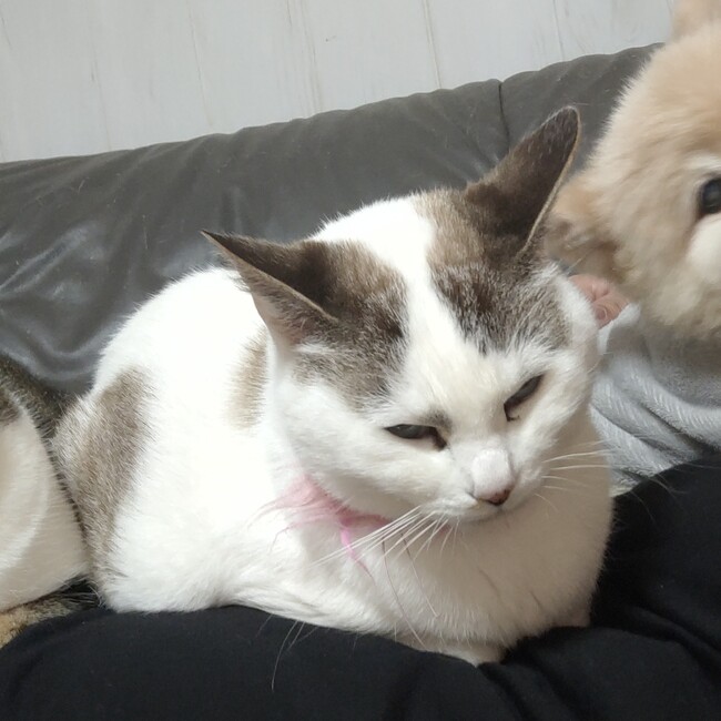 あやぼうぷくぷくのカバー写真