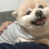 あやぼうぷくぷくさん