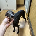 イタグレ　女の子　あめちゃん　3歳