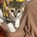 子猫ちゃんの里親募集