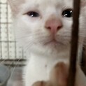 人馴れ抜群のオッドアイ　子猫