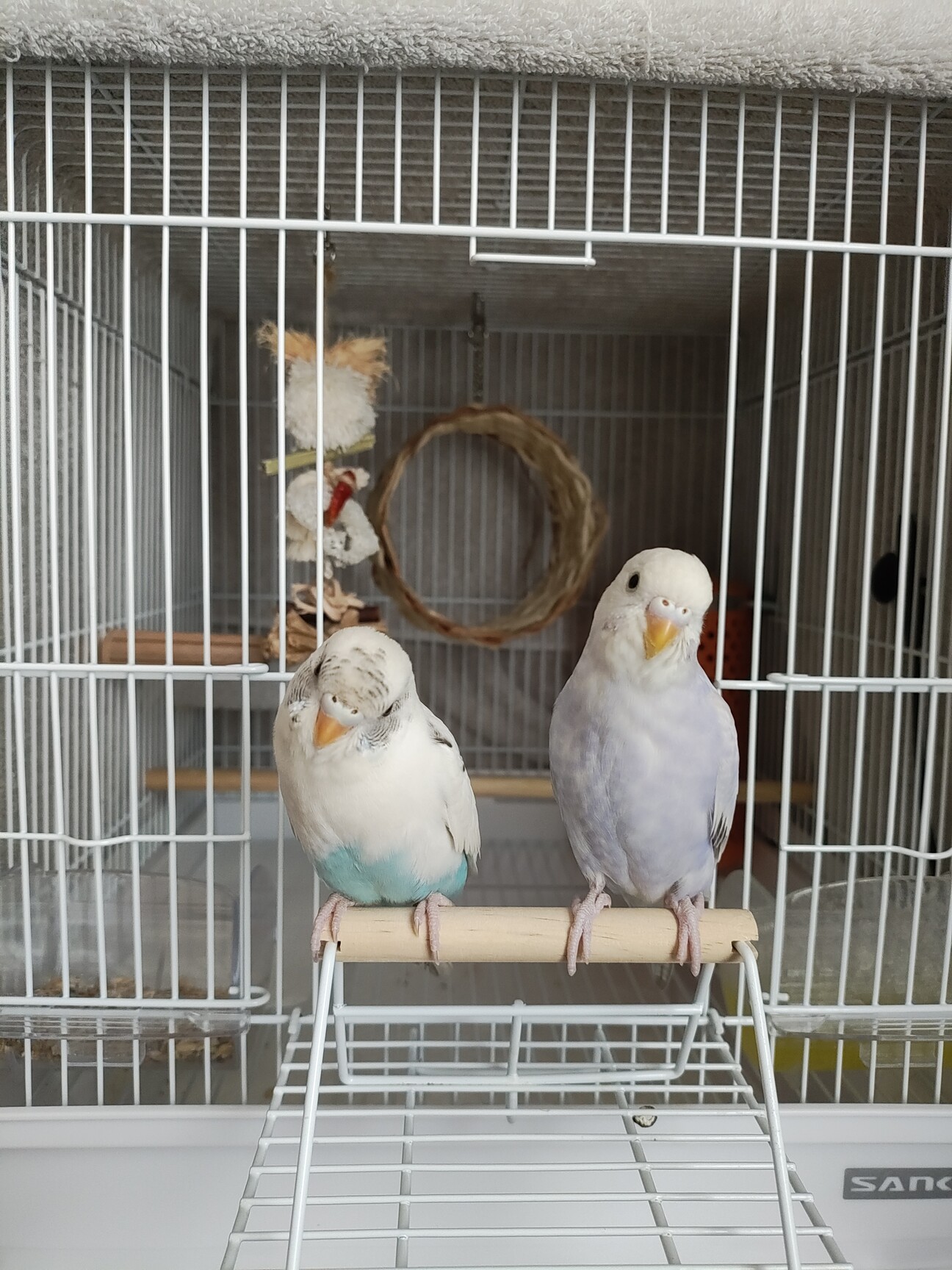 インコ家族様オーダー品 セキセイインコの里親募集」大分県 - 鳥の里親募集(543605) :: ペット